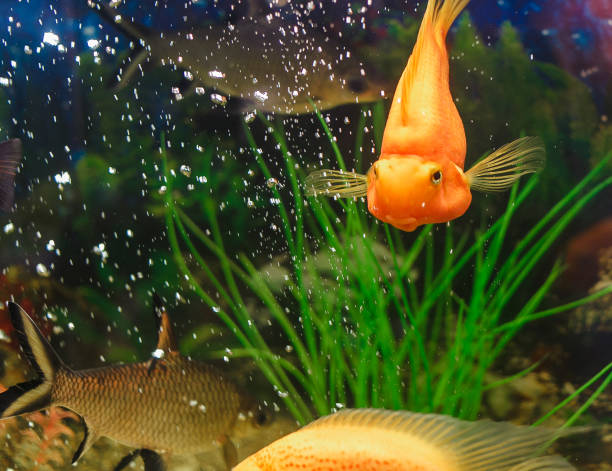 istock Aquarium fish swimming 642603542
