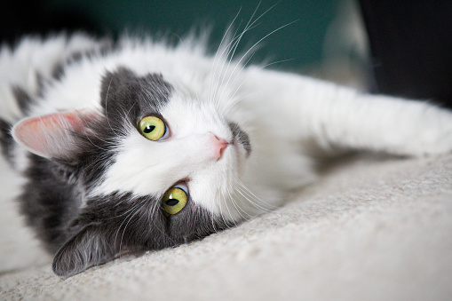 A beautiful white and gray cat laying on the floor looking at the camera.