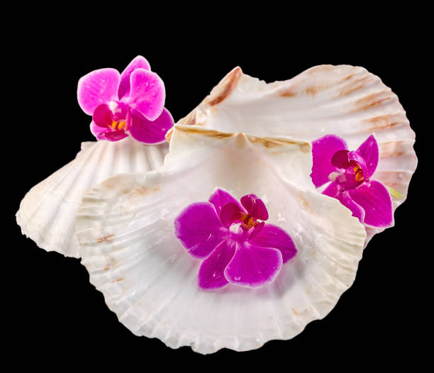 Pink orchid flowers and sea shells, isolated, cutout, Orhideea Phalaenopsis