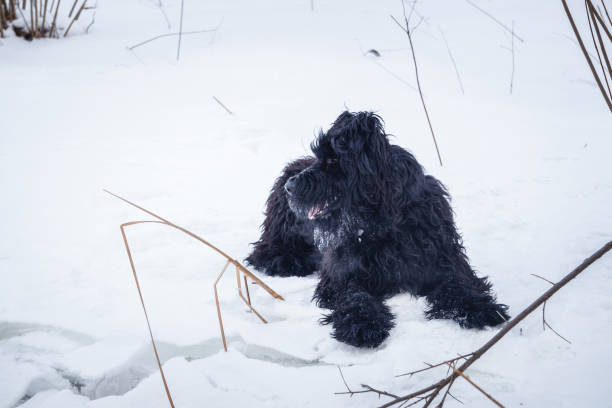 istock Playful puppy black giant schnauzer 642609260