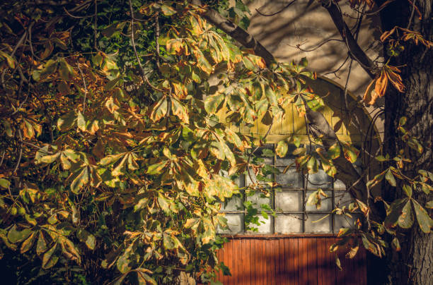 istock Vintage arched window and autumn chestnut tree 642609392