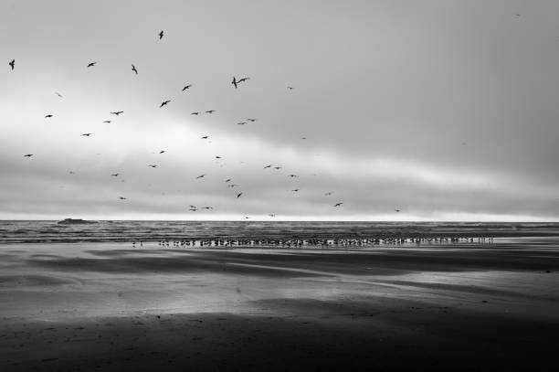 istock thousands of migrating geese in Kalaloch Beach 642610152