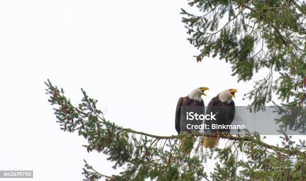 Singing The Song Of Love Stock Photo - Download Image Now - Animal  Behavior, Animals Mating, Bald Eagle - iStock