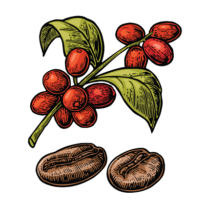 Coffee bean, branch with leaf and berry. Hand drawn vector vintage engraving color illustration on white background.