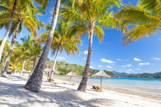 istock Catseye beach on Hamilton Island in the Whitsundays 642634870