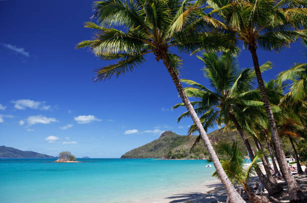 istock Catseye beach on Hamilton Island in the Whitsundays 642635172