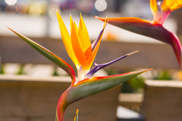 istock Bird of Paradise Flowers 642638454