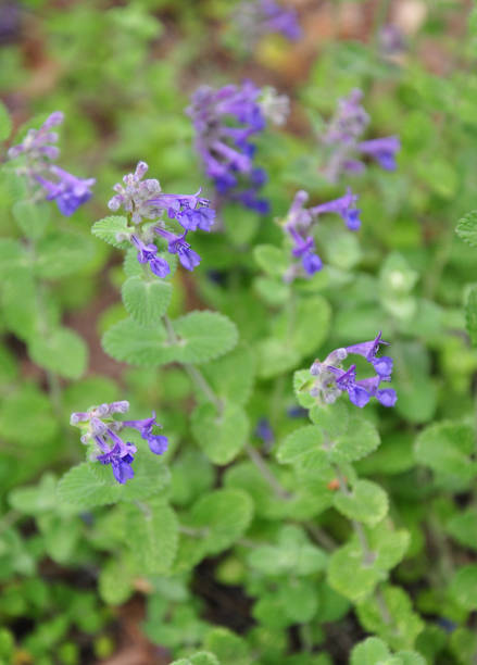 Catmint, Nepeta faassenii Catmint (Nepeta faassenii) nepeta faassenii stock pictures, royalty-free photos & images