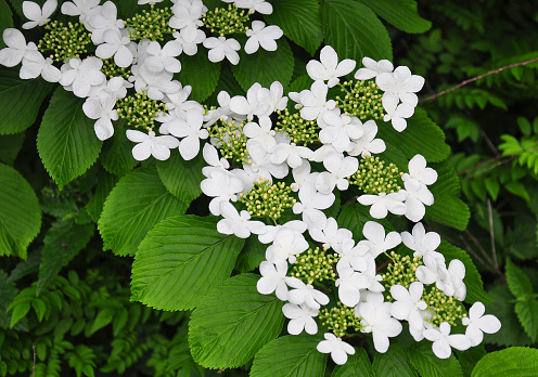 Japanese snowball (Viburnum plicatum)