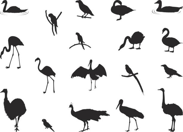 Various birds silhouette vector illustration of various birds silhouette parrot silhouette stock illustrations