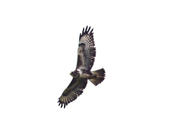 istock large buzzard bird of prey in flight flying 642644236