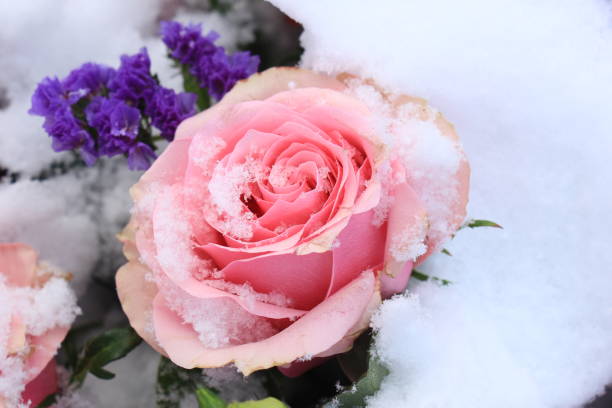 Frozen pink roses in the snow