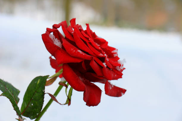 a big red rose covered with snow