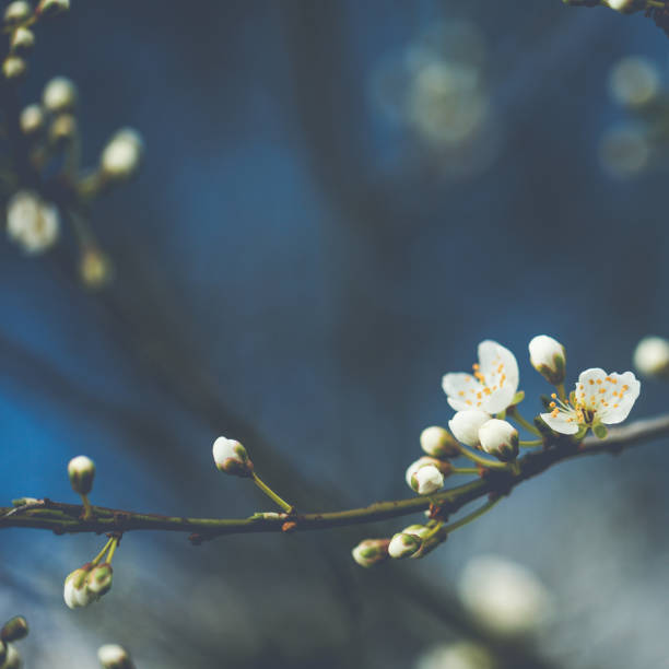 istock Little white Blackthorn blossoms on a sunny spring day 642644798