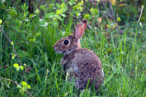 Profile view of a Jack Rabbit in clover and grass, Virginia.