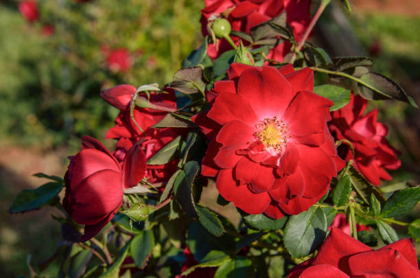 istock Macro closeup of open red rose on bush 642652758