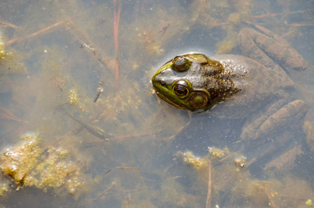 istock Large green toad frog sitting in dirty pond 642652778