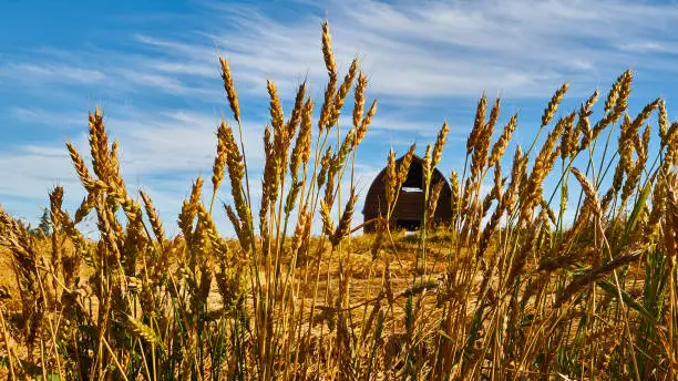 Wheat with ripe heads isolated against a background with an old barn