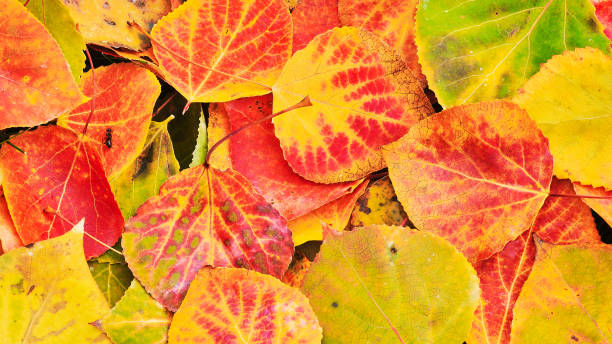 istock Autumn Aspen leaves 642662648