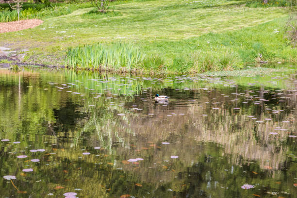 One small green duck swimming in large lily pond