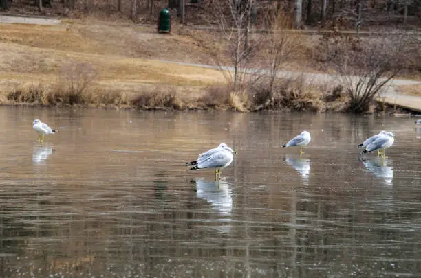 Group of seagulls standing on frozen lake in winter with reflection