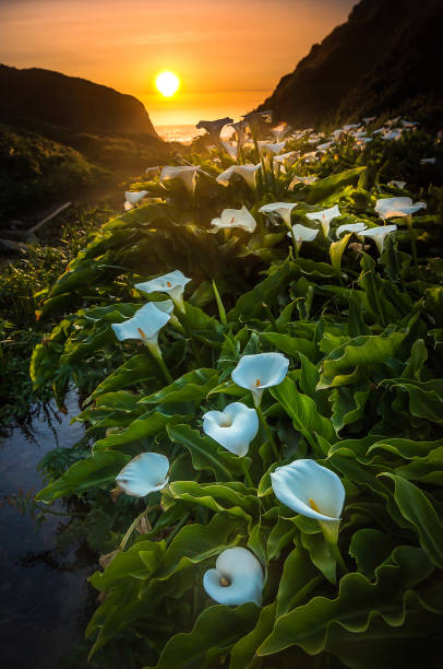 istock Calla Lilly Big Sur California 642666494