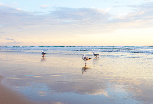 A seagull bird on the beach on the Gold Coast in Queensland, Australia