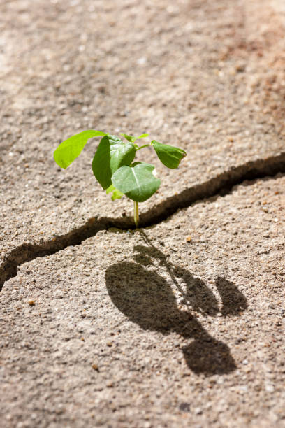 istock Small plant shoot growing in a crack of a concrete path. 642673618