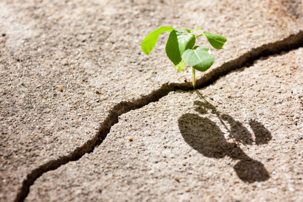 istock Small plant shoot growing in a crack of a concrete path. 642673620
