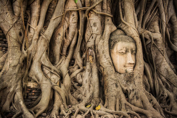istock Buddha Head Tree Wat Maha That (Ayutthaya). buddha statue trapped in Bodhi Tree roots. Ayutthaya historical park 642673880