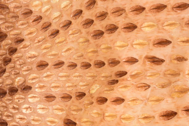 istock Macro of Eastern Diamondback Rattlesnake light and dark scales 642677804