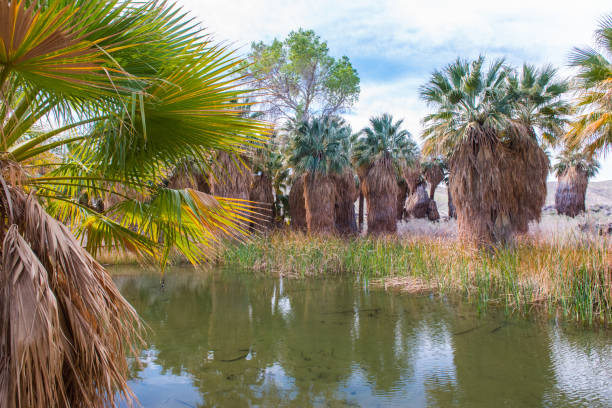 istock Oasis in the desert surrounded by palm trees 642680012