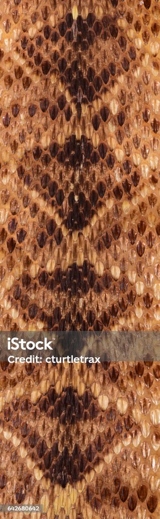 Diamondback Scale Pattern Macro Of Eastern Diamondback Rattlesnake Scales Making Damond Pattern ...
