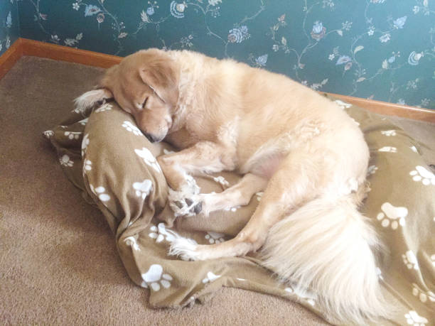 golden retriever dormindo na cama - paw print paw dog blanket - fotografias e filmes do acervo