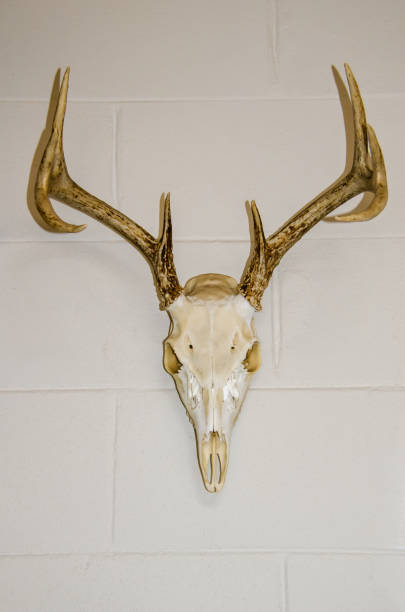 istock White tail deer, European skull mount 642683140