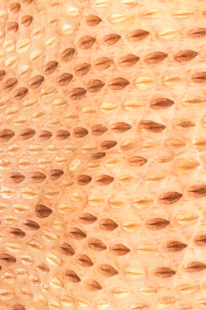 istock Macro of Eastern Diamondback Rattlesnake scales near head 642683648