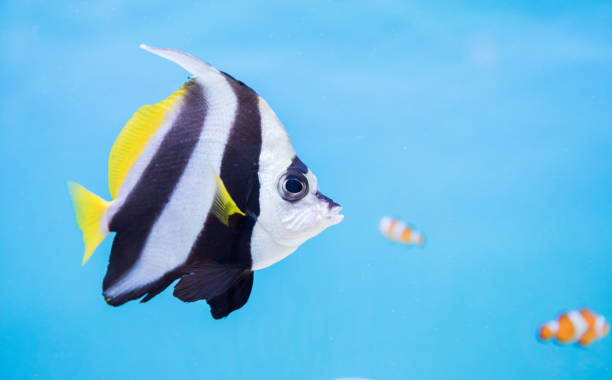 beautiful butterfly fish on blue background black and white color butterfly fish on blue background pennant bannerfish photos stock pictures, royalty-free photos & images