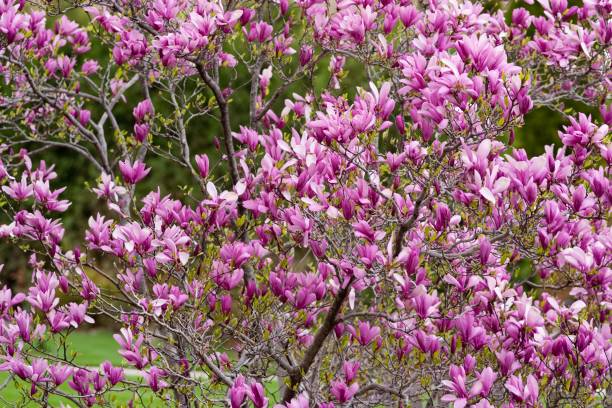 Pink Magnolias in bloom in springtime