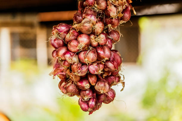 istock bunch of Shallot onions or red onion 642701564