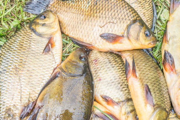 caught fish fish a crucian and a tench caught on a float rod on the lake in summer dayfish a crucian and a tench caught on a float rod on the lake in summer day golden tench stock pictures, royalty-free photos & images