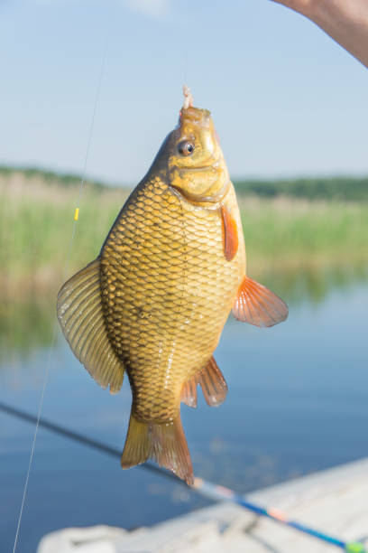 hooked fish hooked fish on good luck in the summer on the river golden tench stock pictures, royalty-free photos & images