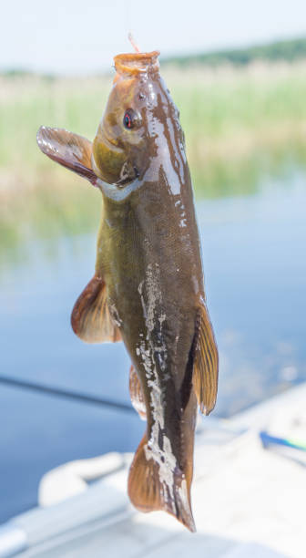 hooked fish hooked fish on good luck in the summer on the riverhooked fish on good luck in the summer on the river golden tench stock pictures, royalty-free photos & images
