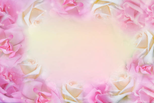 istock pink and white roses flower frame in soft background 642702240