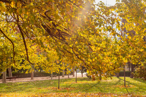 istock Ray of sun shining through branches of autumn trees 642708584