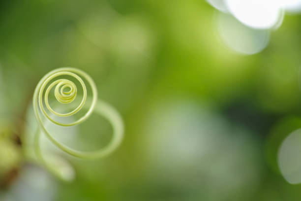 istock Creeper plant tendril with good out of focus copy space. 642721482