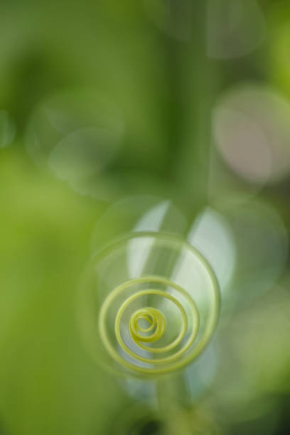 istock Creeper plant tendril with good out of focus copy space. 642721556