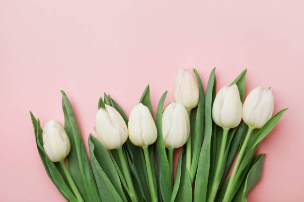 Spring tulip flowers. Greeting for Womens, Mothers Day. Flat lay. Spring tulip flowers on pink background top view in flat lay style. Greeting for Womens or Mothers Day. white tulips stock pictures, royalty-free photos & images
