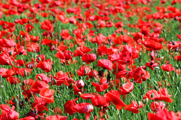 istock poppies flower meadow nature background 642729520