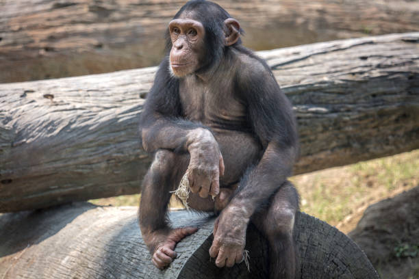 Baby chimpanzee at a wildlife reserve in India.