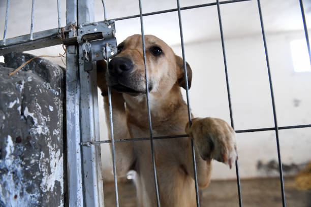 istock Stray dogs shelter 642729932